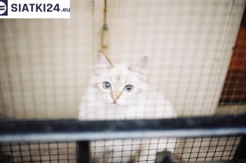 Siatki Bielsko-Biała - Zabezpieczenie balkonu siatką - Kocia siatka - bezpieczny kot dla terenów Bielska-Białej